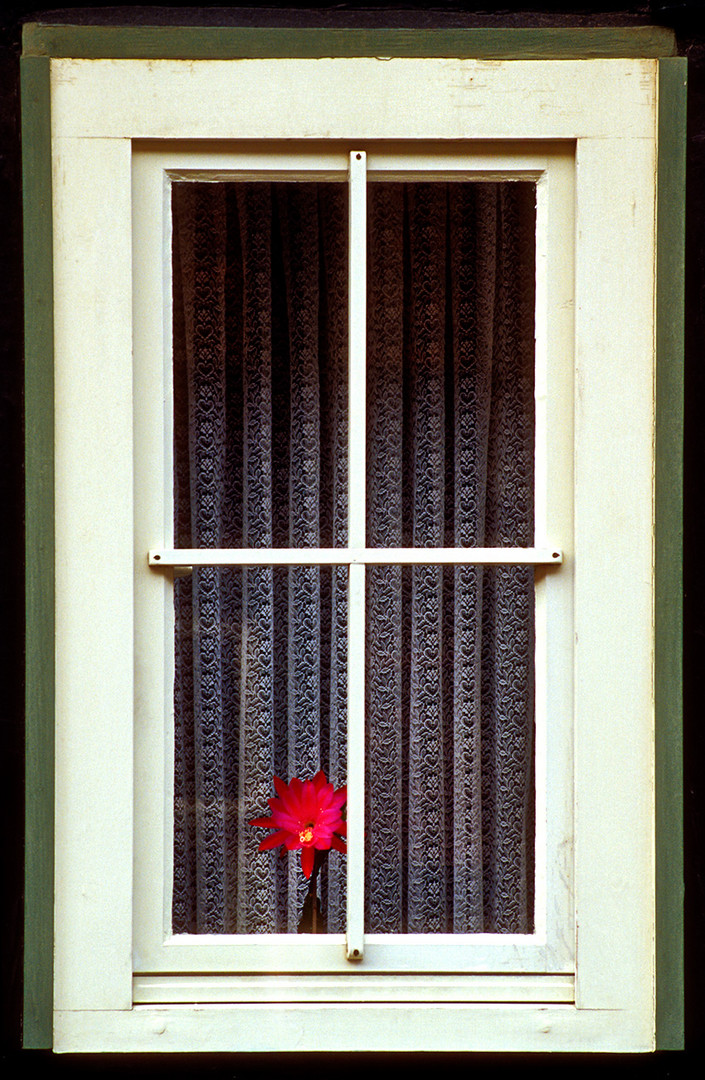 Blume im Fenster