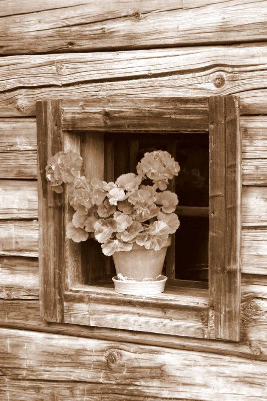 Blume im Fenster