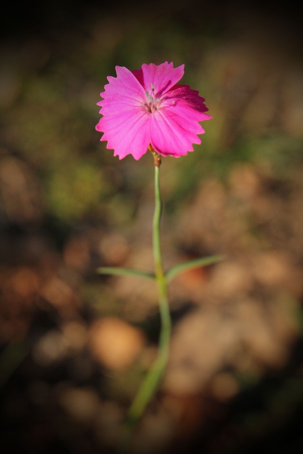 Blume im Fokus