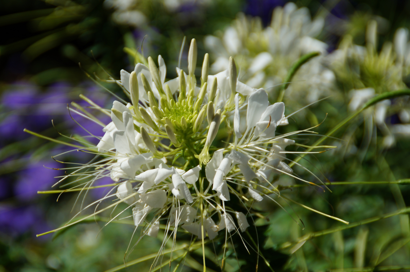 Blume im Freiburger Stadtpark