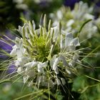 Blume im Freiburger Stadtpark