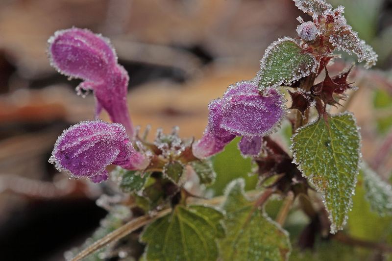 Blume im Frostmantel