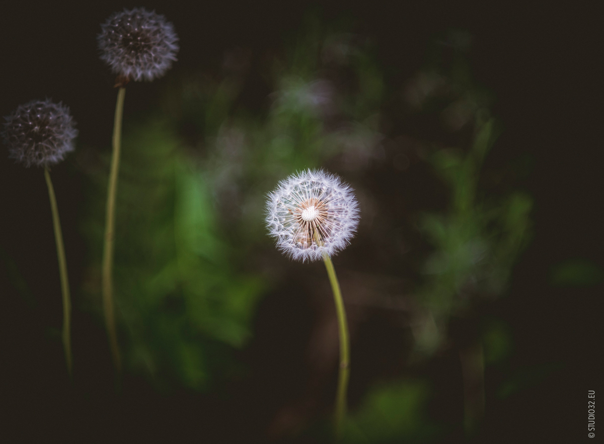 Blume im Frühsommer