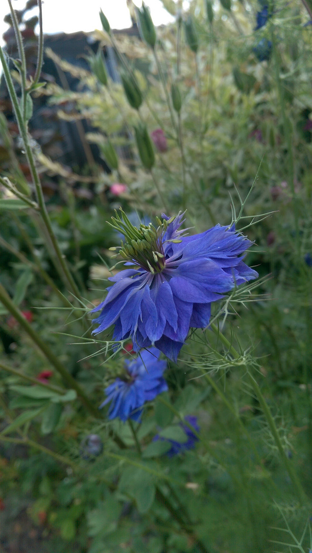 Blume im Garten