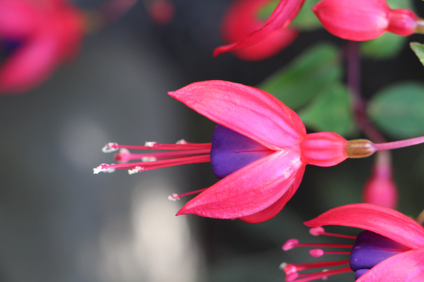 Blume im Garten