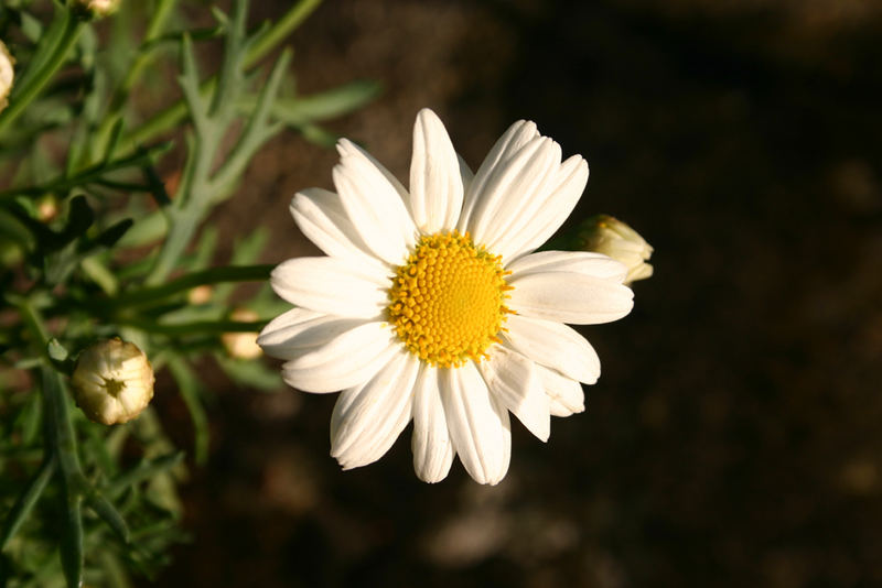 blume im garten