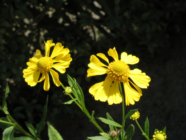 Blume im Garten