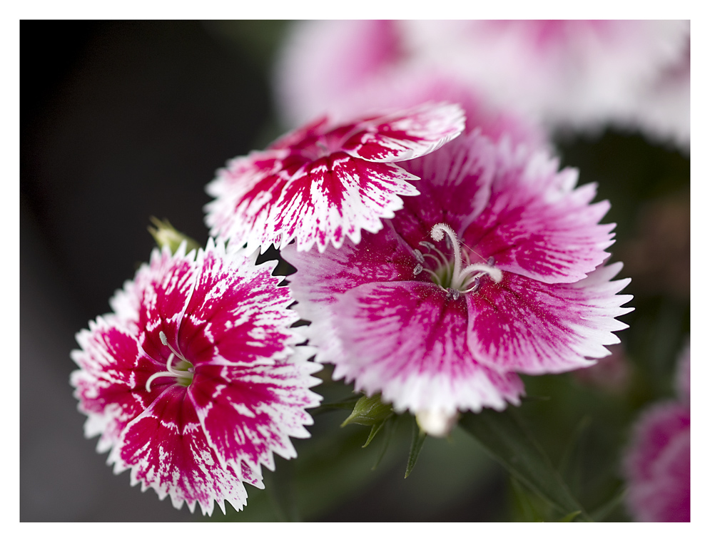 Blume im Garten