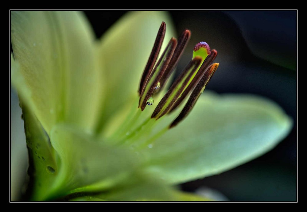 Blume im Garten