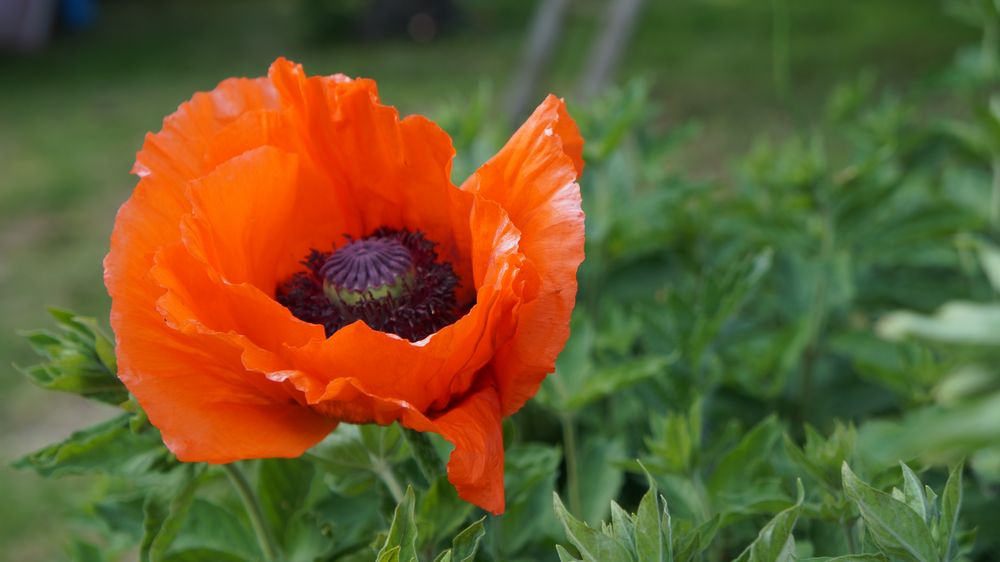 Blume im Garten Foto & Bild | blüten, natur Bilder auf fotocommunity