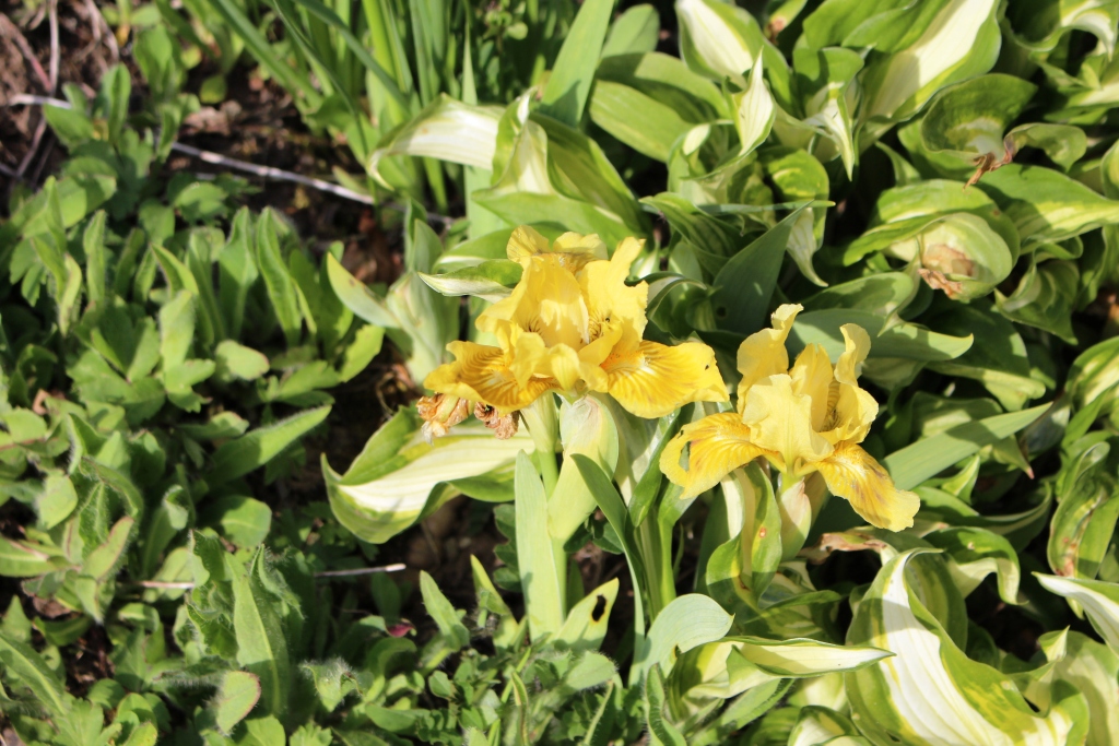 Blume im Garten