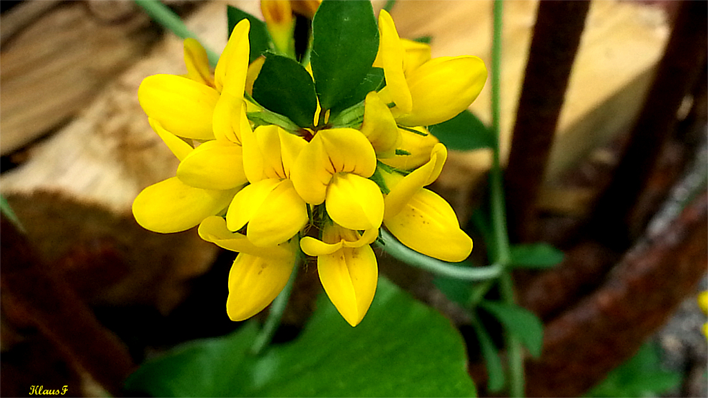 Blume im Garten