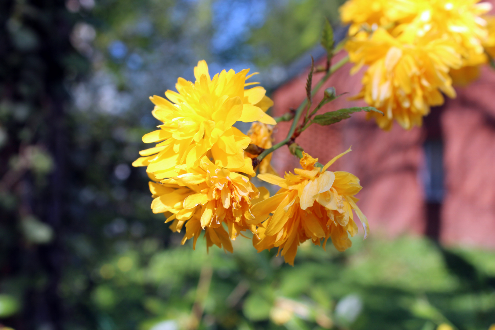 Blume im Garten