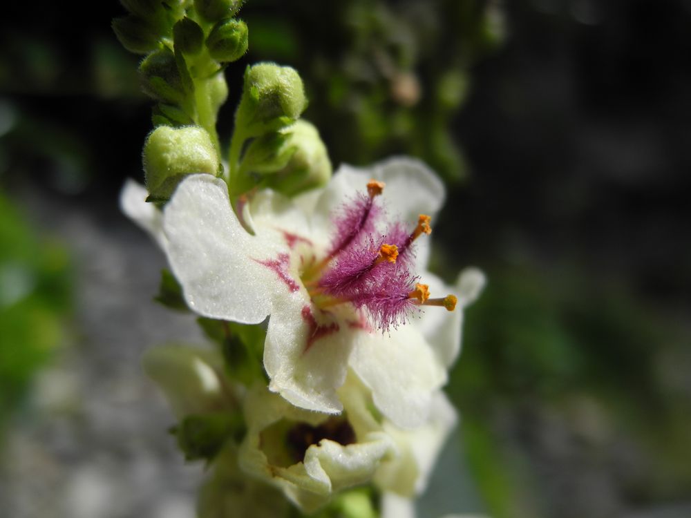 Blume im Garten von rosenblume75 