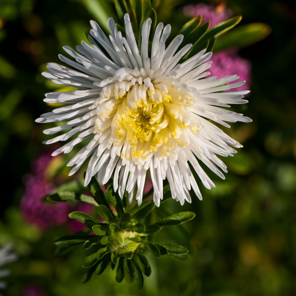 Blume im Garten