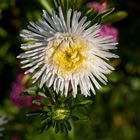 Blume im Garten