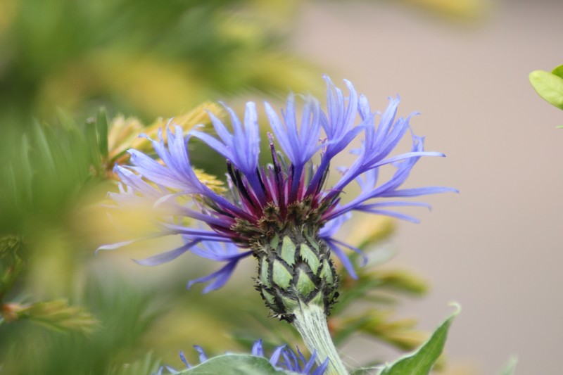 Blume im Garten