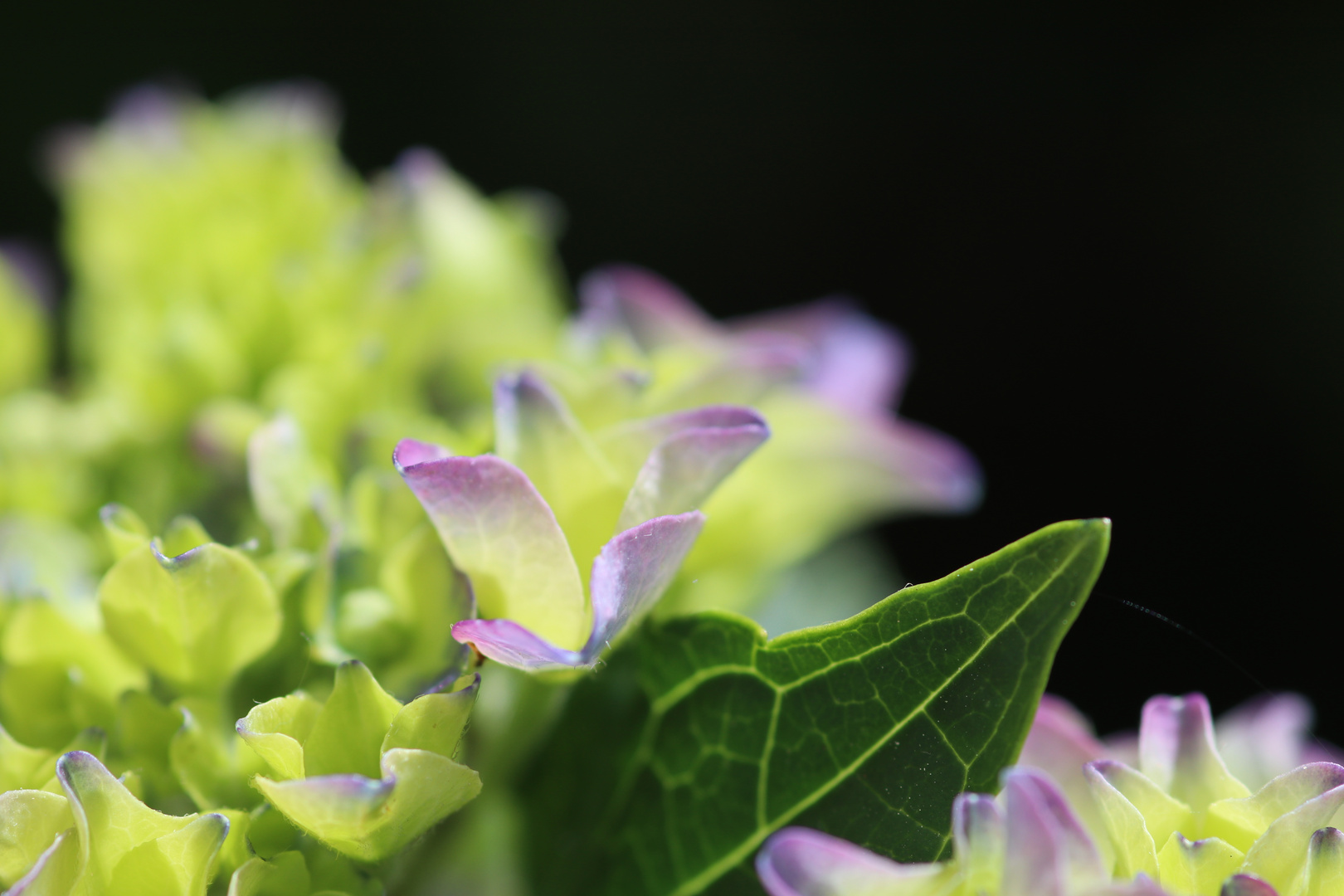 Blume im Garten