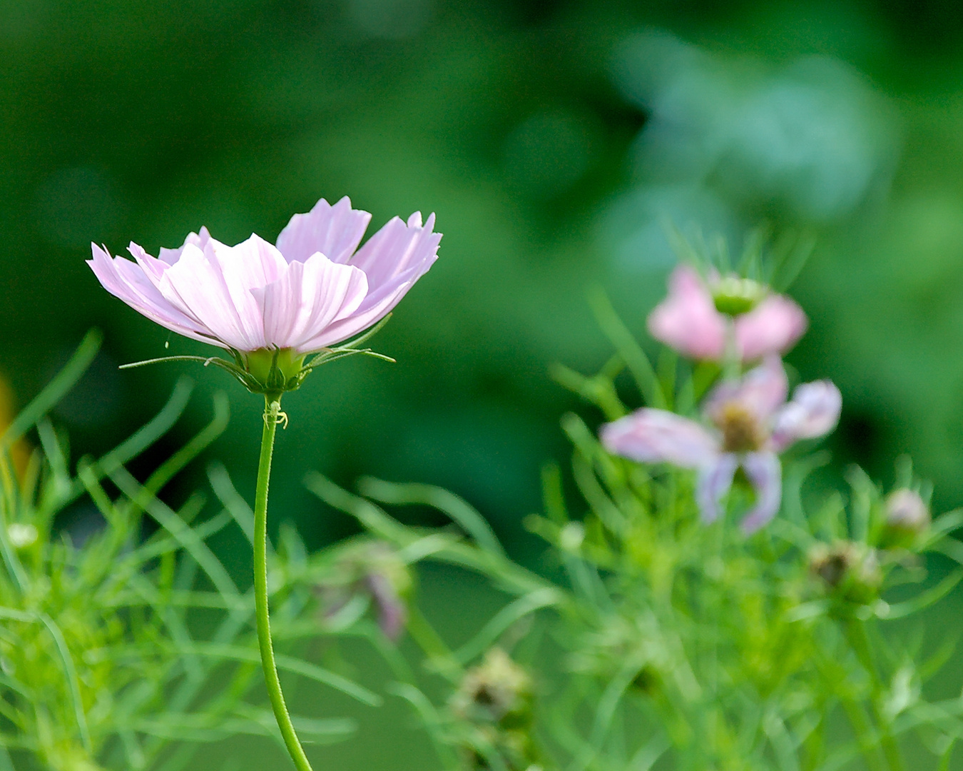 Blume im Garten*