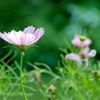 Blume im Garten*