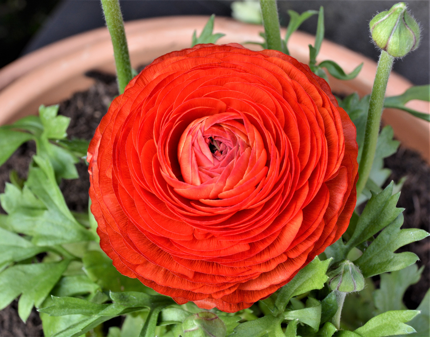 Blume im Garten Foto & Bild | deutschland, europe, saarland Bilder auf