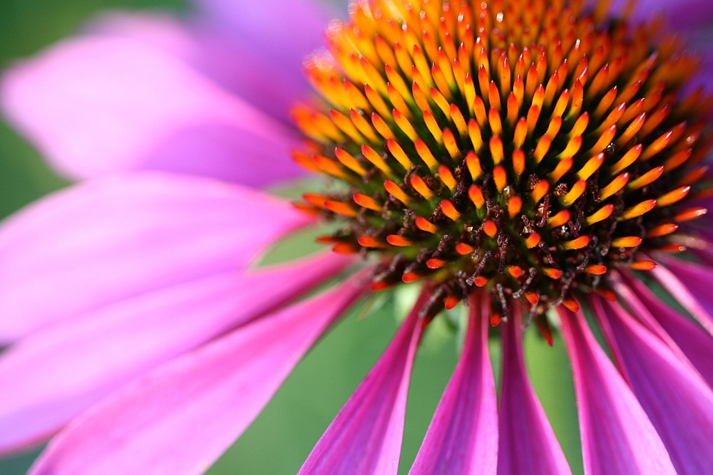 Blume im Garten