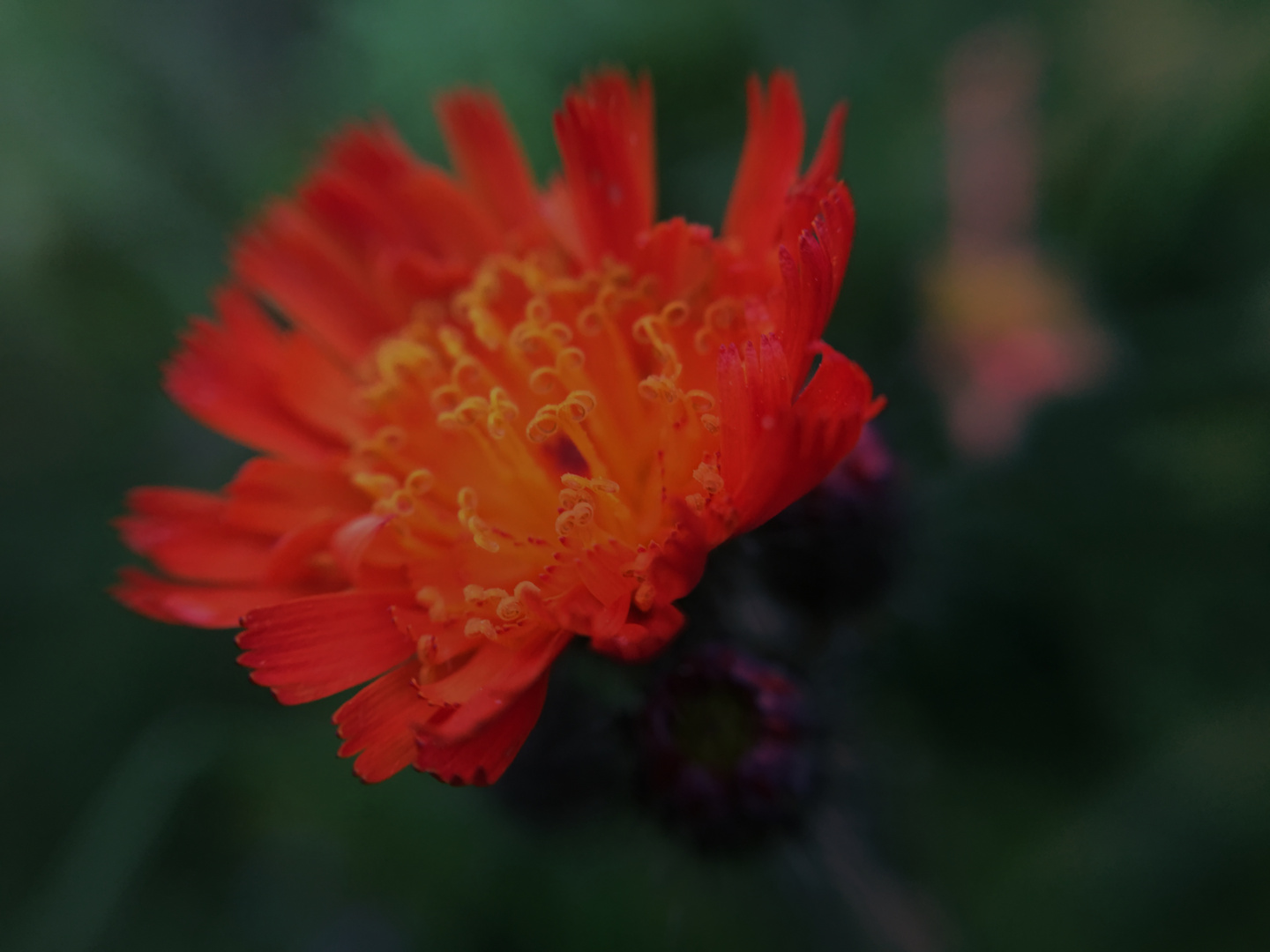 Blume im Garten, Makroaufnahme