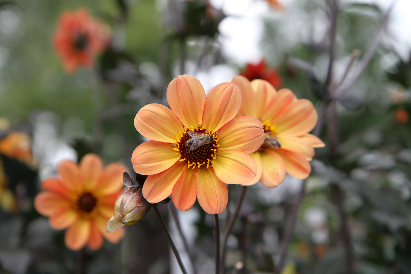 Blume im Garten, mit Biene