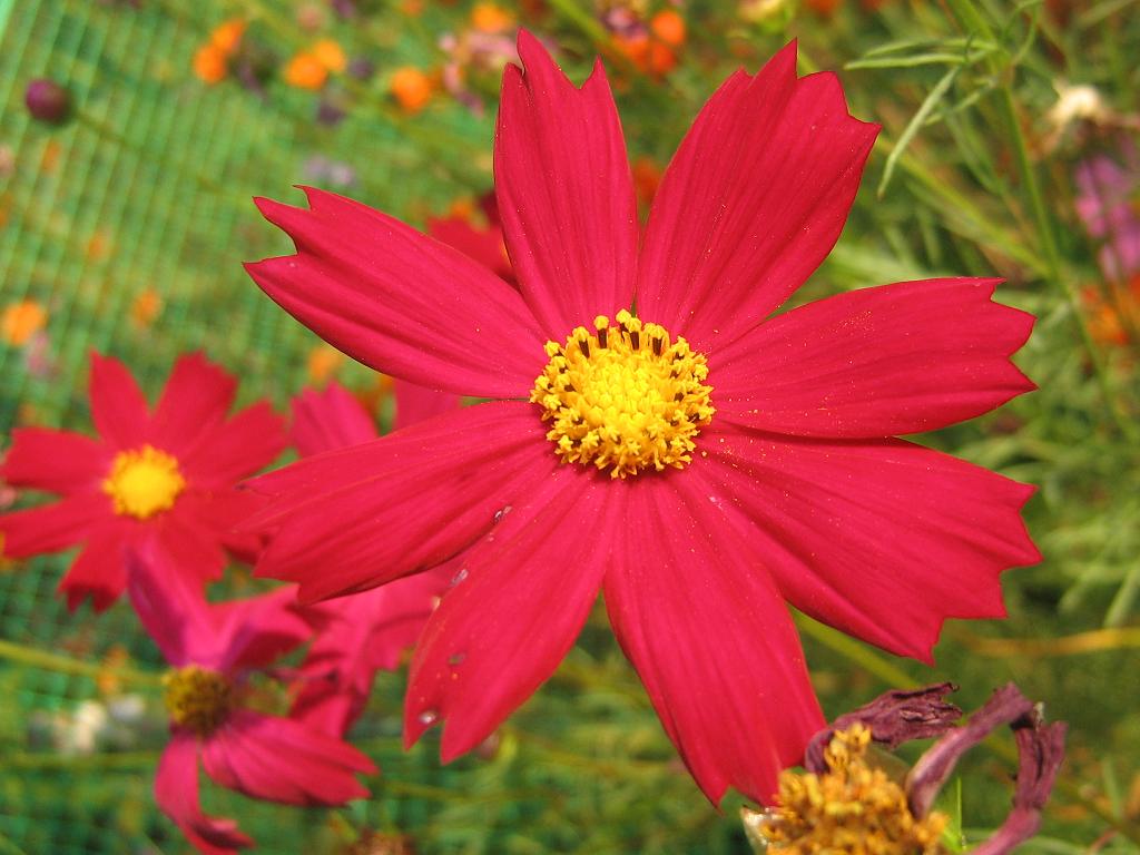 Blume im Garten, Sommer 2008