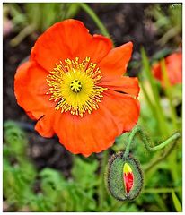 Blume im Garten von Claude Monet