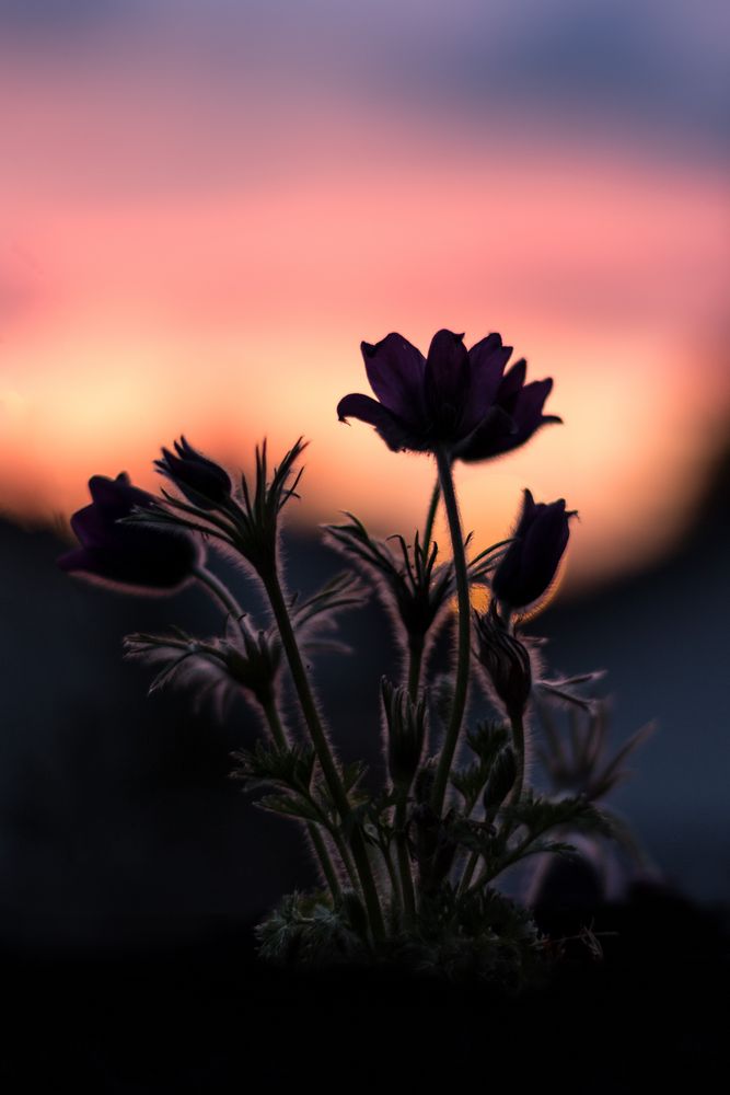 Blume im Gegenlicht