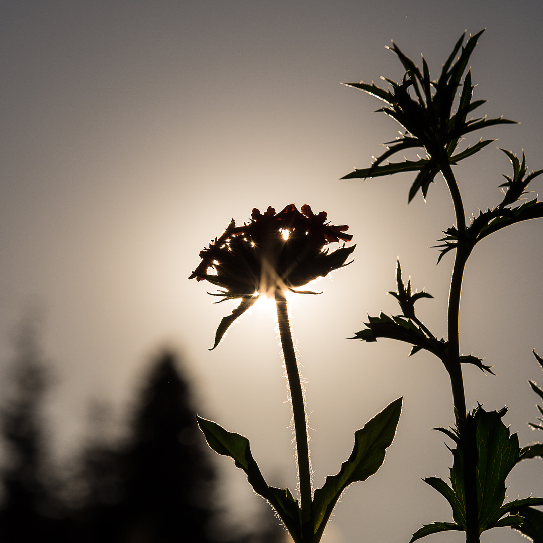 Blume im Gegenlicht