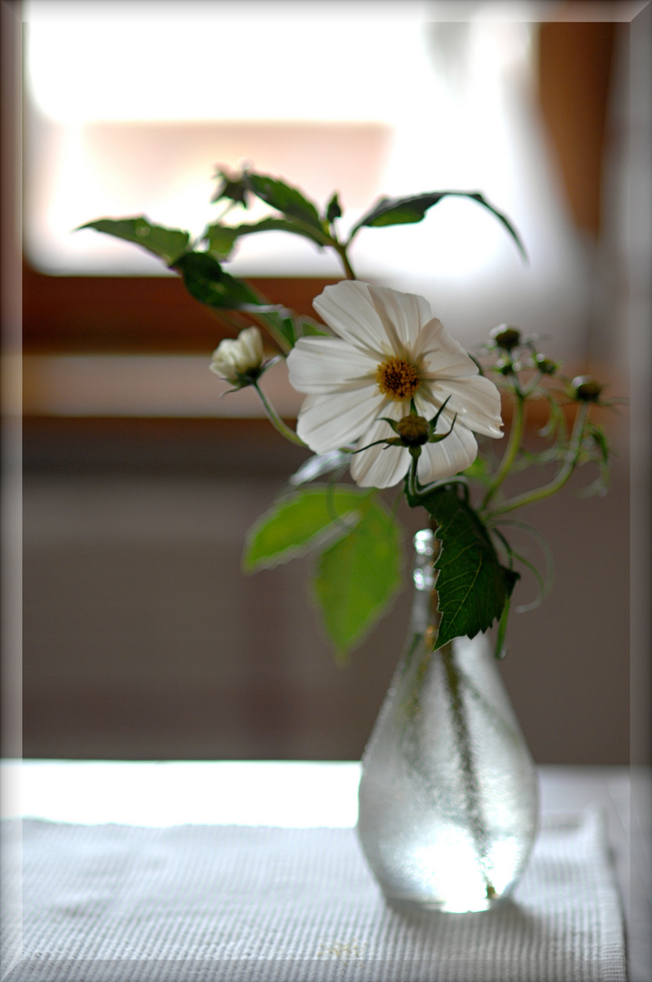 Blume im Gegenlicht