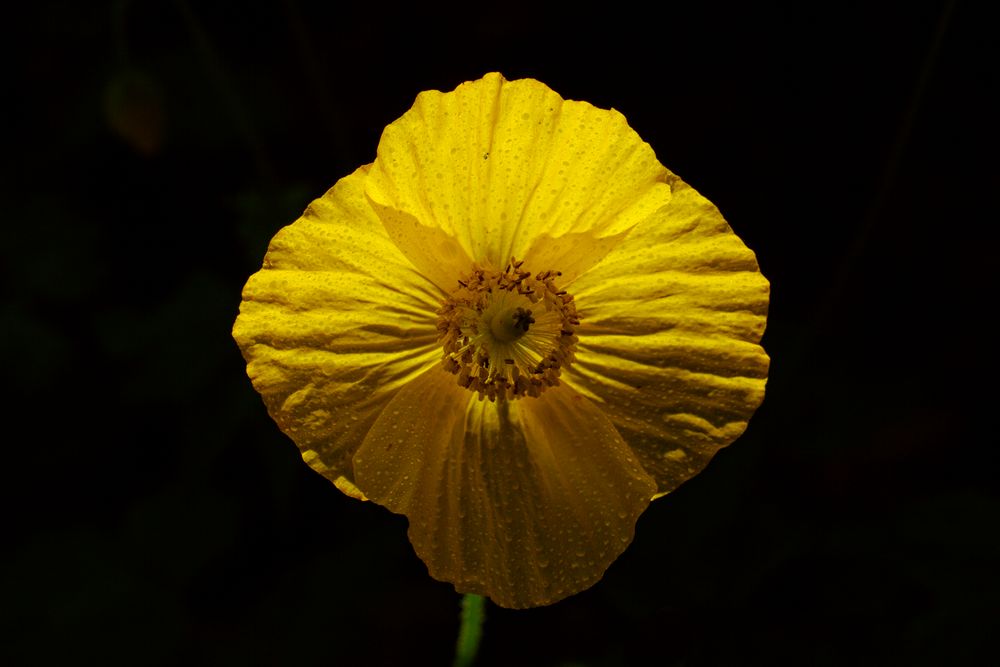 Blume im Gegenlicht