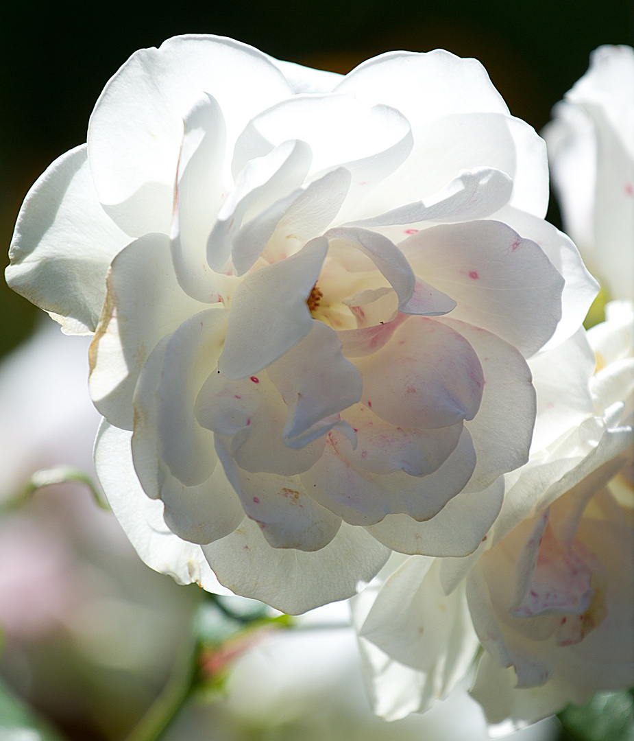 Blume im Gegenlicht