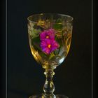 Blume im Glas