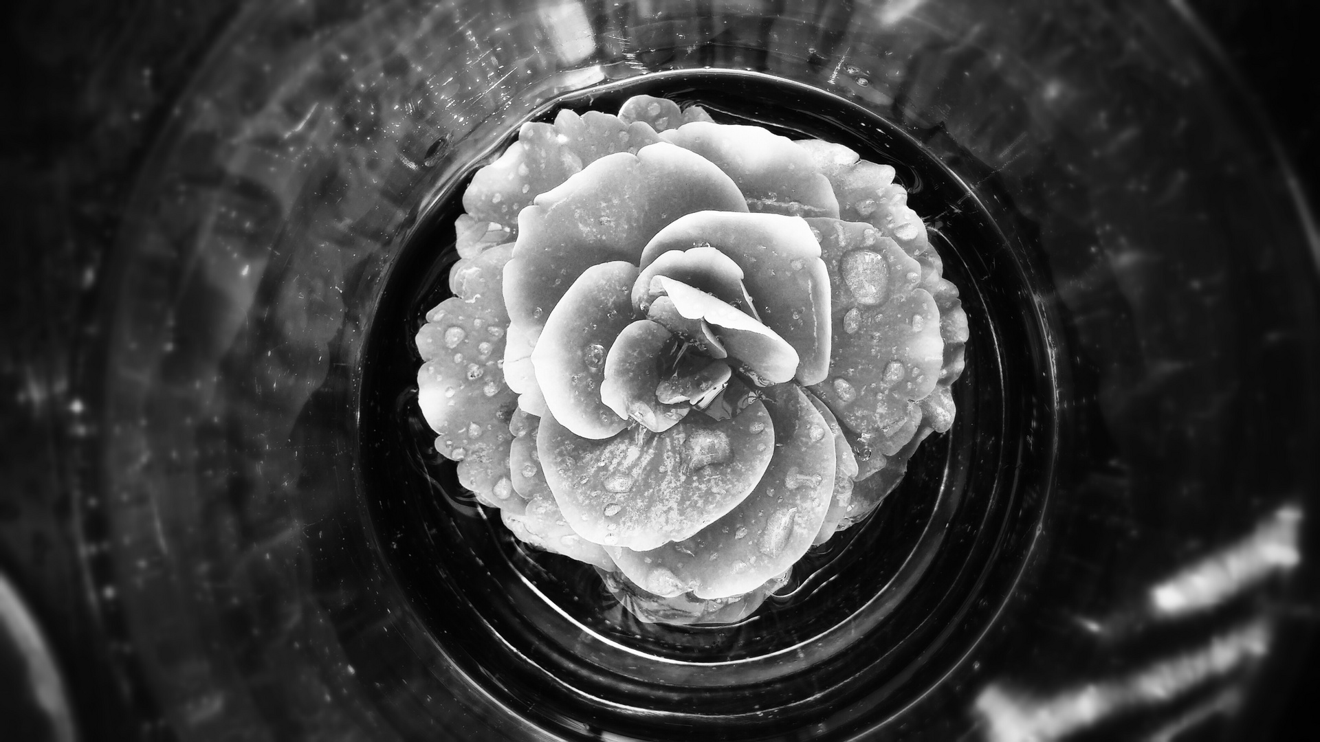Blume im Glas
