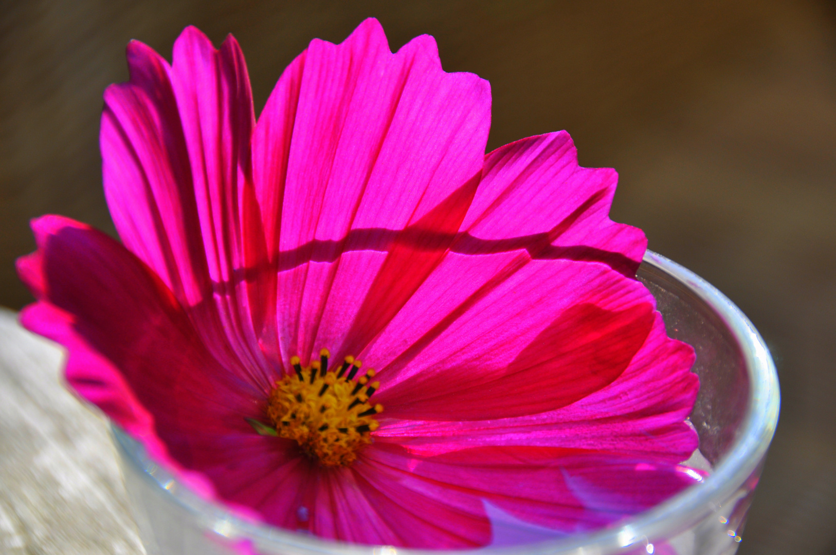 Blume im Glas