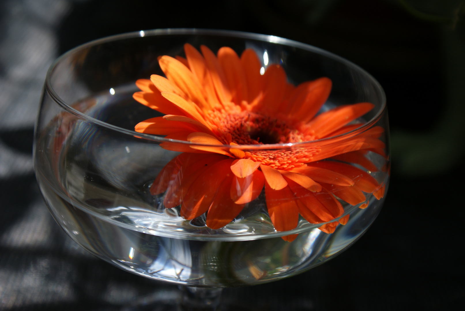 Blume im Glas