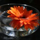 Blume im Glas