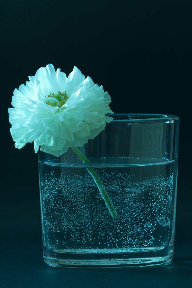 Blume im Glas_blau