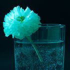 Blume im Glas_blau