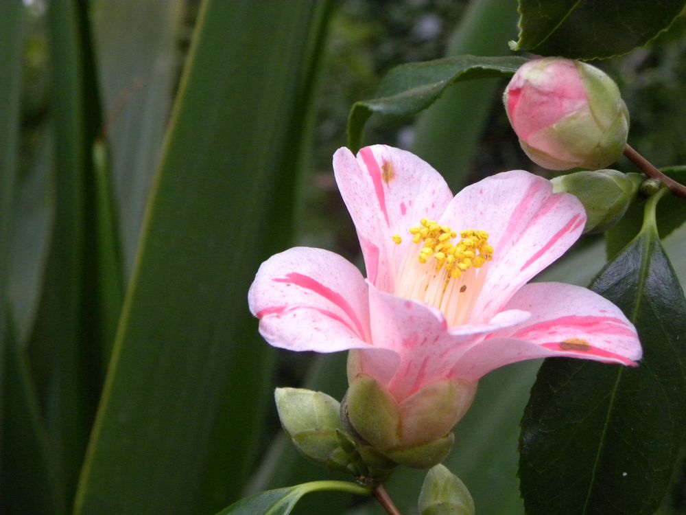 Blume im goldenen Schnitt Foto & Bild | sonstiges, natur Bilder auf