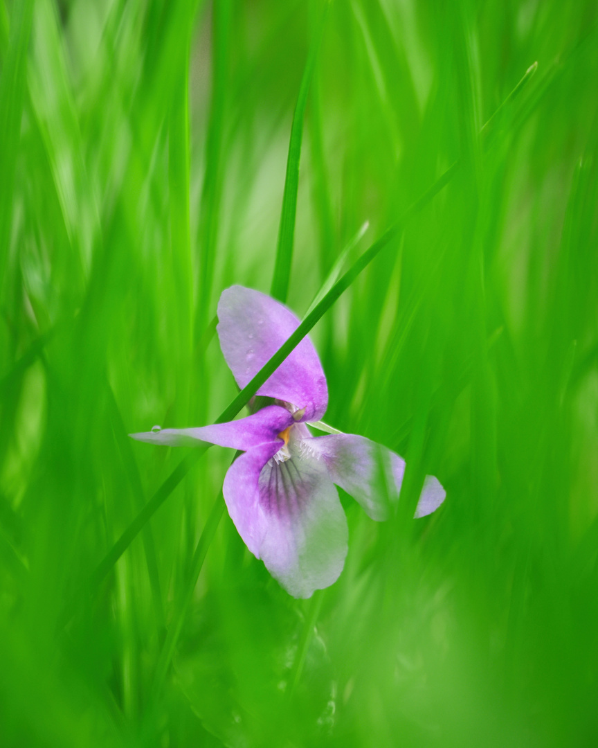 Blume im Gras