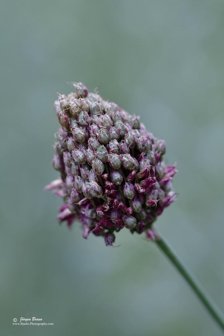 Blume im grünen Hintergrund