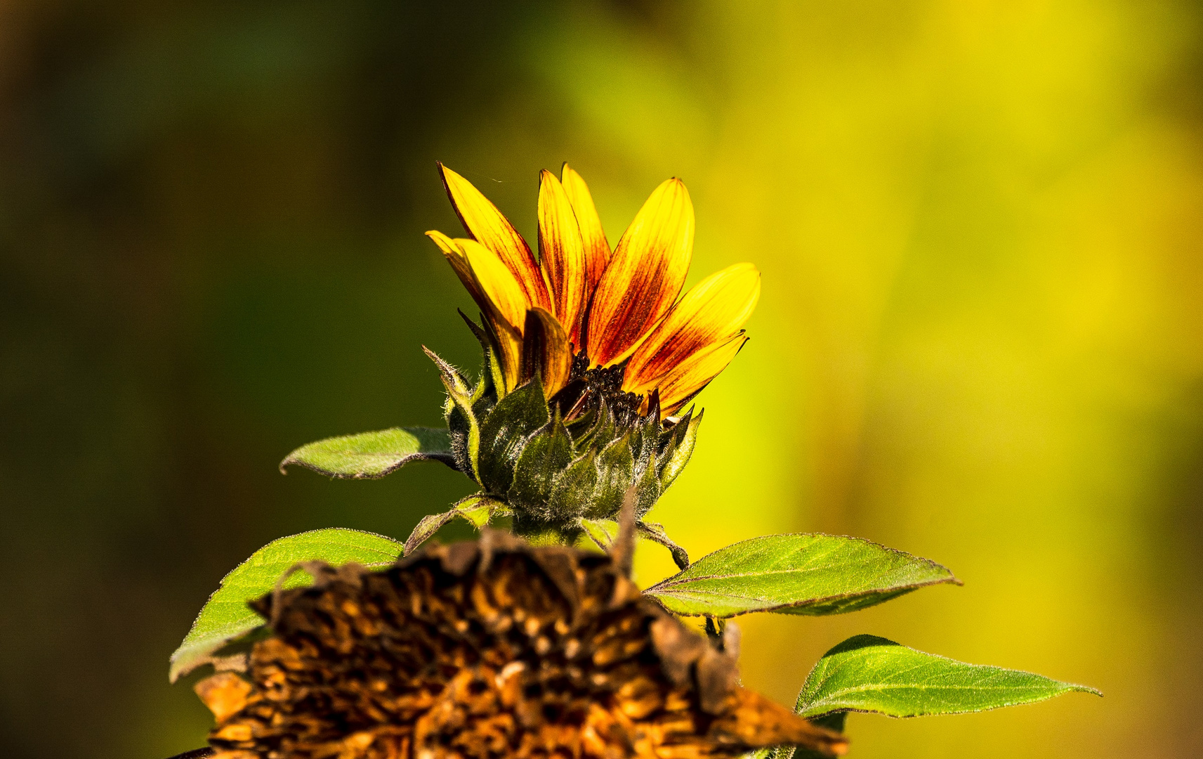 Blume im Herbst