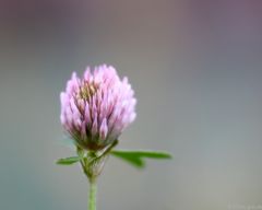 Blume im Herbst