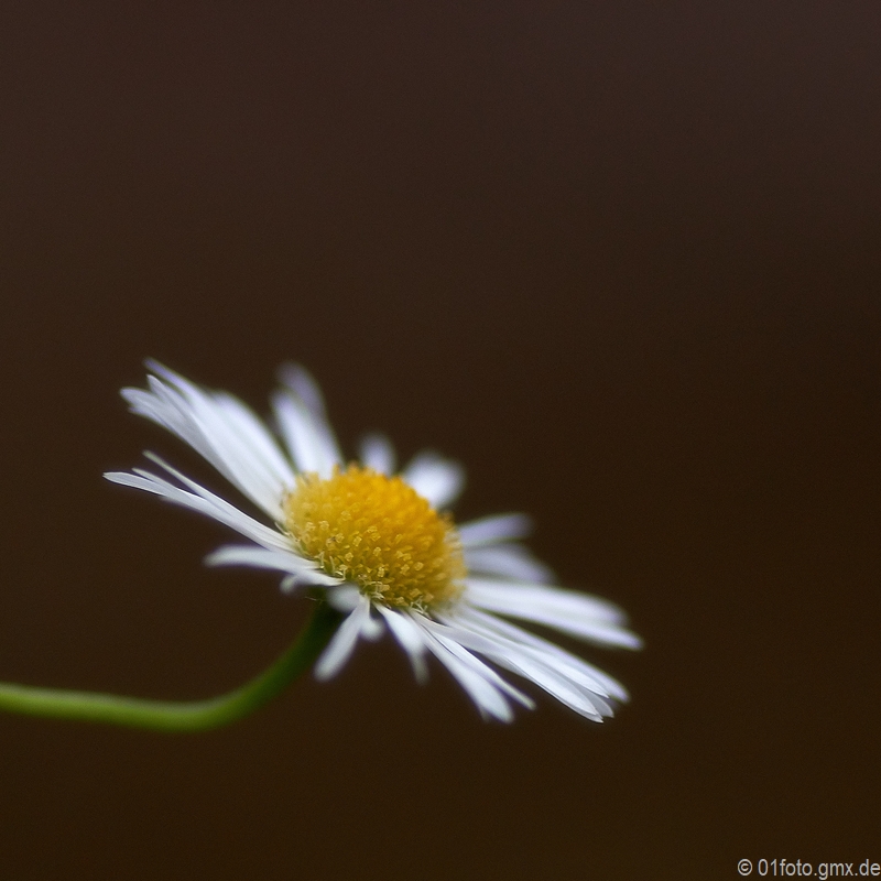 Blume im Herbst