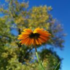 Blume im Herbst 