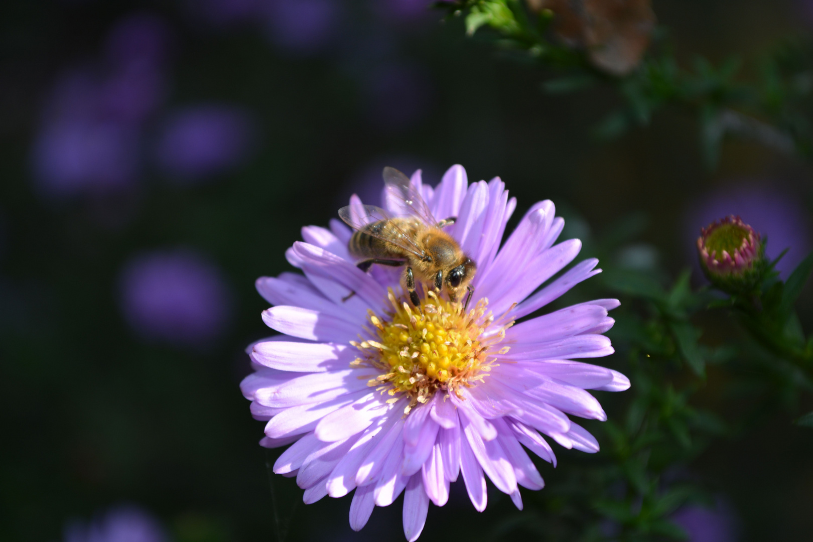 Blume im Herbst